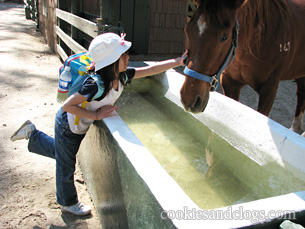 Horse at Yosemite National Park