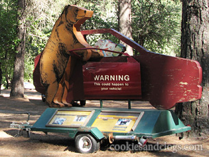 Beware of bears at Yosemite National Park