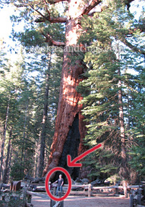 Mariposa Grove in Yosemite National Park