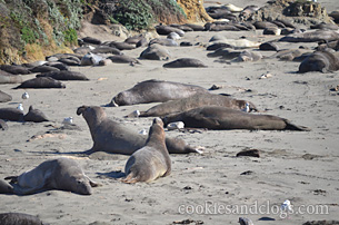 Piedras Blancas Elephant Seal Rookery near San Simeon, California