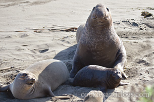 Piedras Blancas Elephant Seal Rookery near San Simeon, California