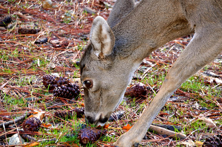 Yosemite Black Tailed Deer