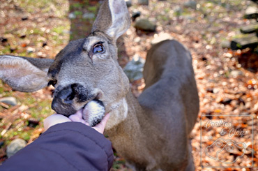 Yosemite Black Tailed Deer