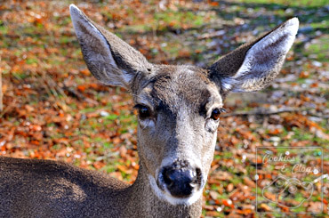 Yosemite Black Tailed Deer