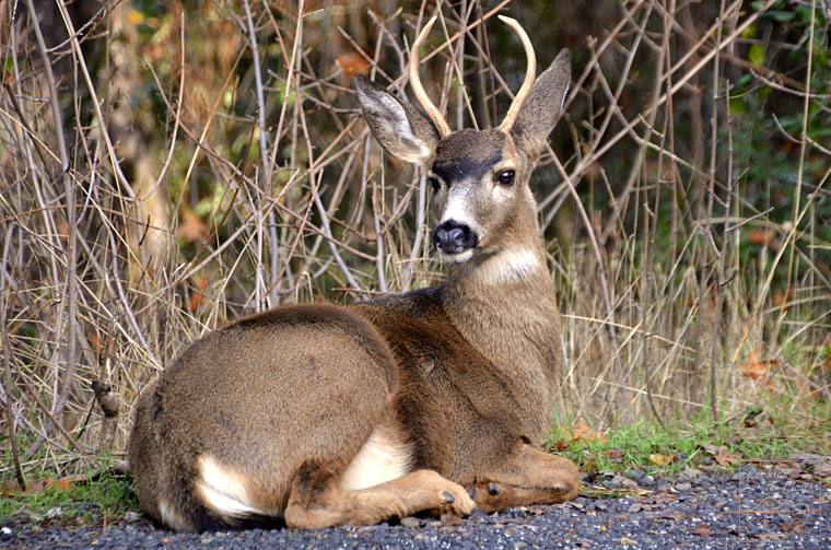 Yosemite Black Tailed Deer Buck