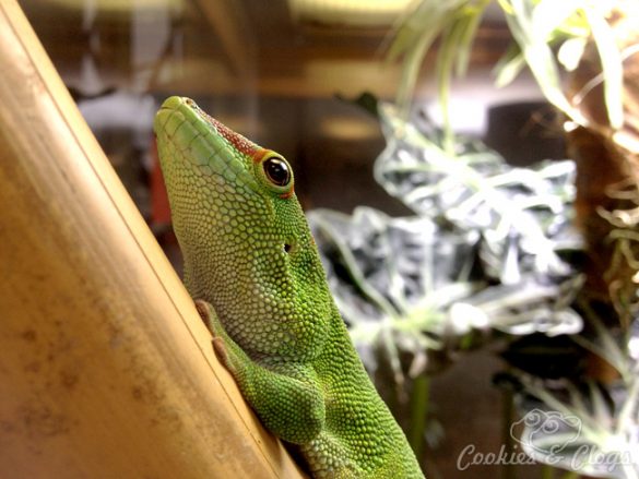 Gecko at California Academy of Sciences in San Francisco, CA #photography
