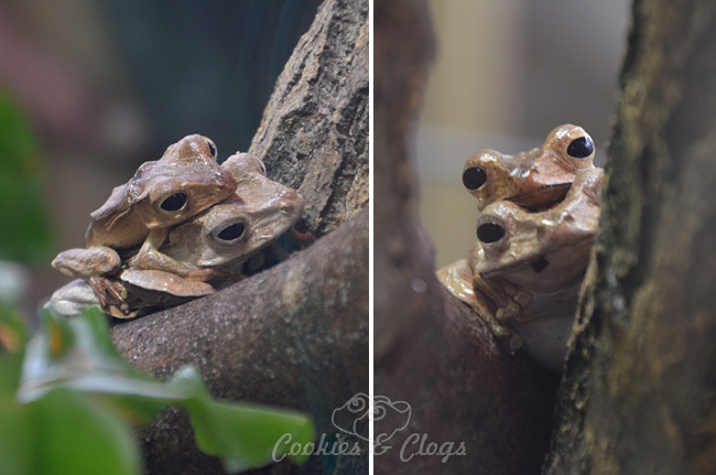 Frogs at California Academy of Sciences at Golden Gate Park in San Francisco, CA #SFBay