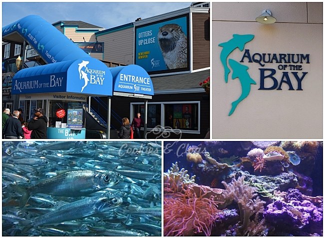 Aquarium of the Bay, San Francisco, CA #SFBay