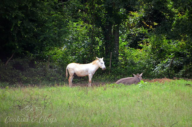 Rural roads in the state of Alabama, just outside Montgomery – Lone white donkey #Travel #Photography