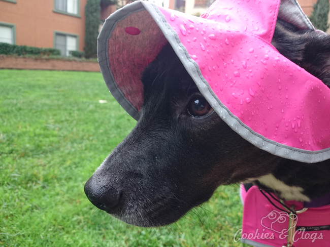 10 Beginning Photography Tips for Kids – Sony Xperia Z3v sample of dog in rain with raindrops on nose