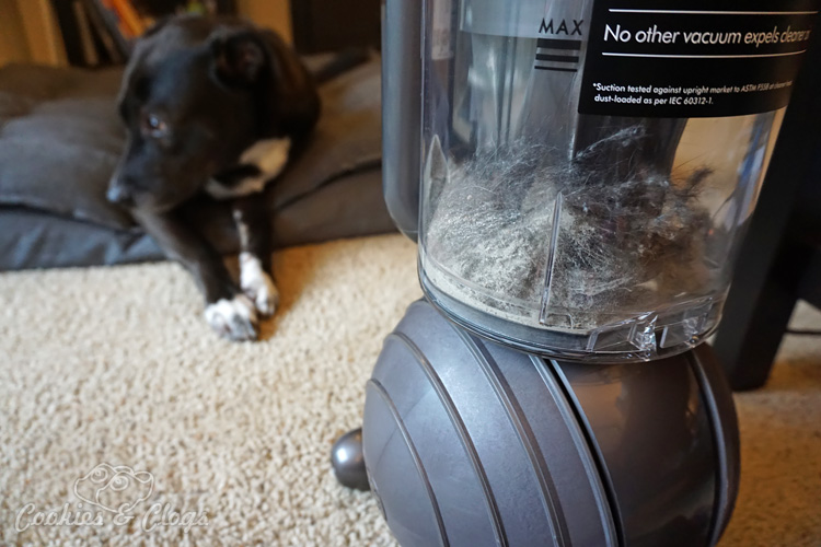 Home | Housecleaning | Technology | Electronics | The new Dyson Ball Animal upright vacuum is out but does it work well? Find out in this review featuring our family dog!