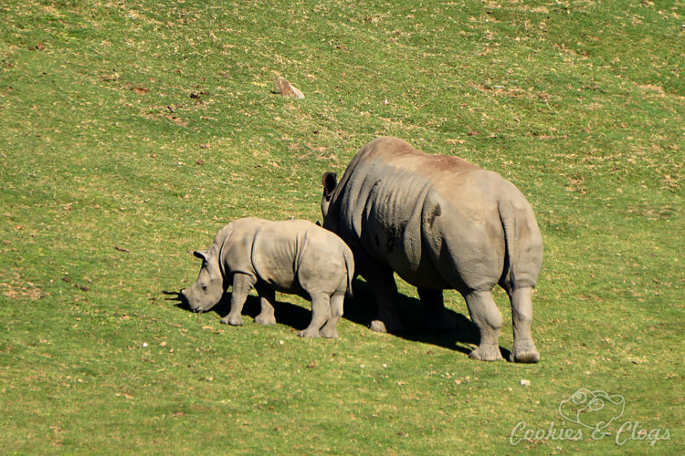Nature Photography | Our last visit to San Diego Safari Park was amazing. We were able to capture some gorgeous and fun photos as the animals were extra active that day. The highlight was our ride on the Africa Tram tour. Greater one-horned rhino mother and baby
