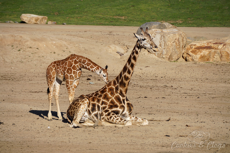Nature Photography | Our last visit to San Diego Safari Park was amazing. We were able to capture some gorgeous and fun photos as the animals were extra active that day. The highlight was our ride on the Africa Tram tour. Giraffe mother and baby