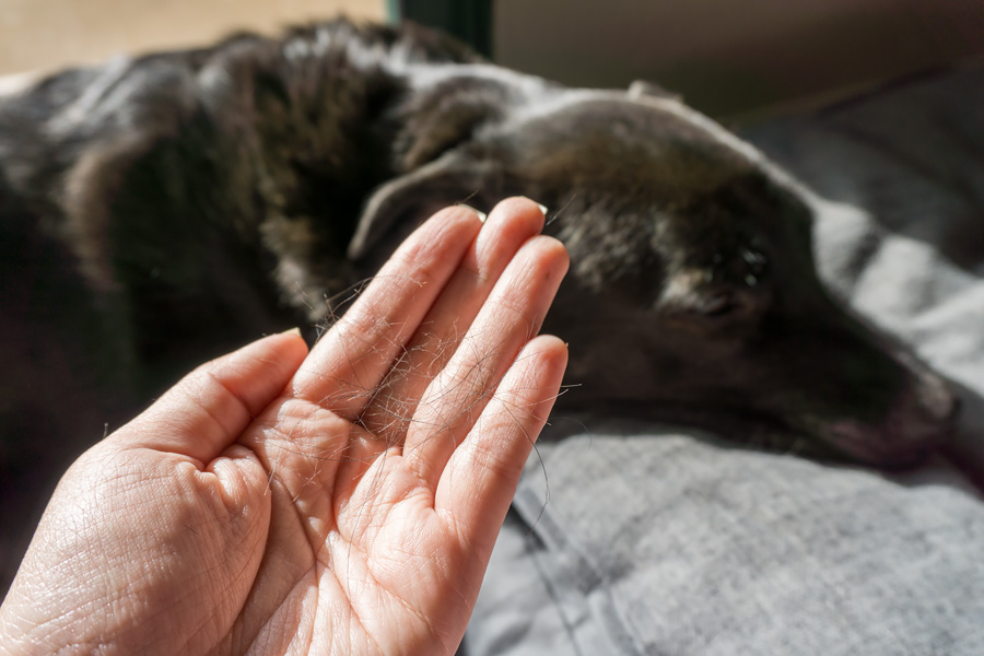 Cookies & Clogs | Pets | It's so nice having a dog but it's not so nice having to deal with stray pet hair everywhere. See how Clorox Dusting Wipes help us with cleanup and dealing with our dog shedding fur.