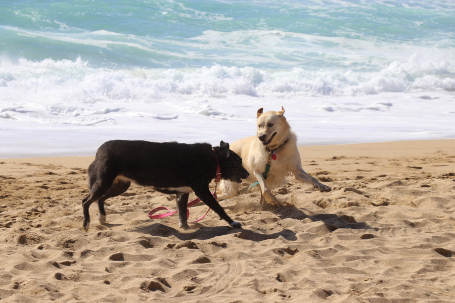 How to Care for a Senior Dog healthcare and wellness - black lab and blond lab playing at beach