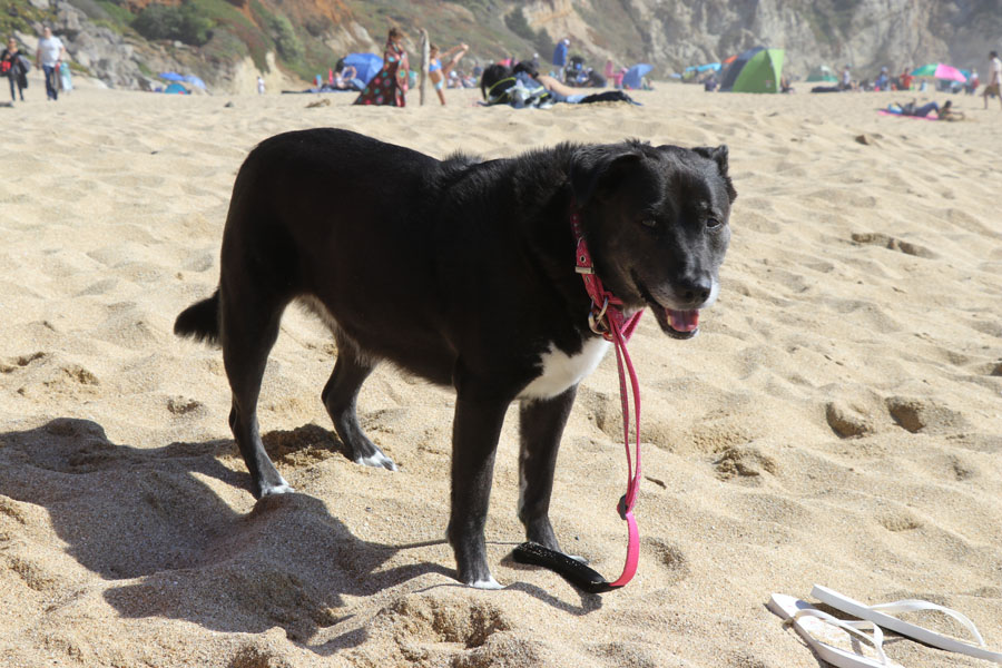 How to Care for a Senior Dog healthcare and wellness - Speckles senior dog tired at beach