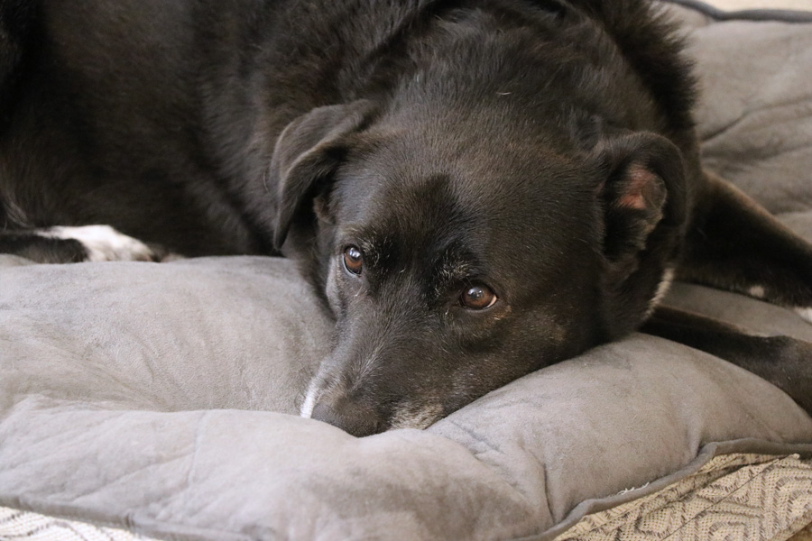 How to Care for a Senior Dog healthcare and wellness - Speckles laying on dog bed