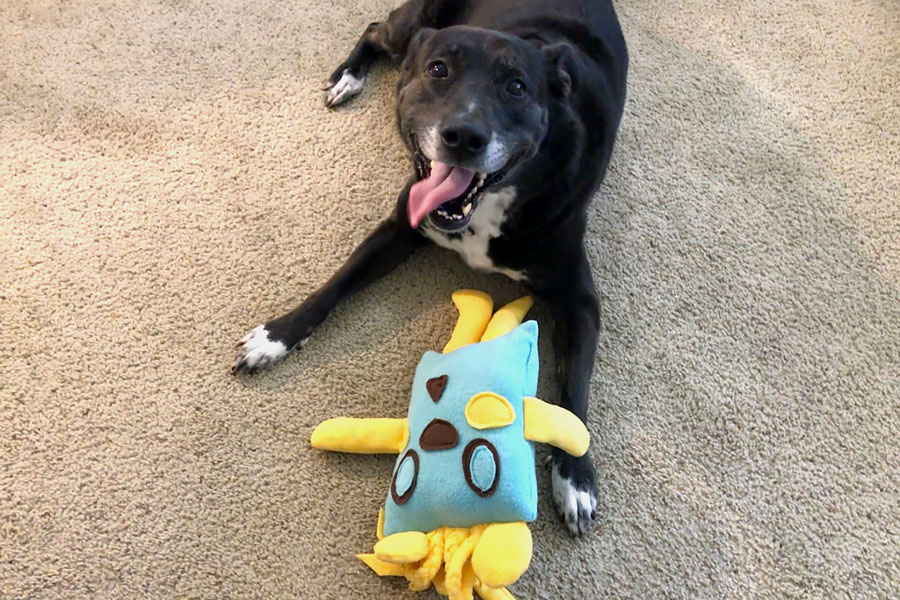 How to Care for a Senior Dog healthcare and wellness - Happy senior dog with homemade plush dog toy