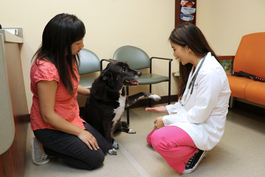 How to Care for a Senior Dog healthcare and wellness - VCA San Carlos Dr Yick handshake during wellness exam with dog