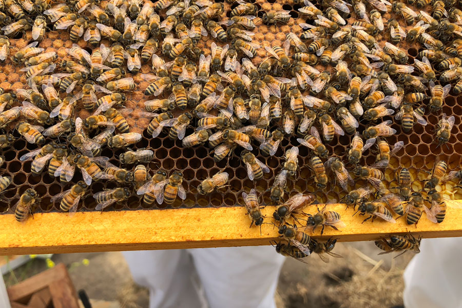 Mother Daughter Road Trip to Monterey in the 2018 Buick Enclave - Carmel Valley Ranch Beekeeping