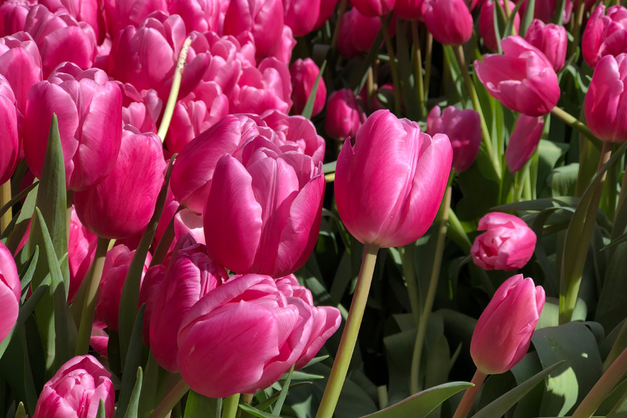 Free tulips at the second annual 2019 American Tulip Day in San Francisco is happening March 2, 2019 at Union Square. Pink tulips